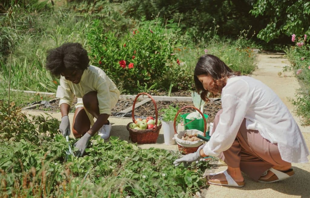 Community Gardens & Non-profits